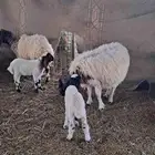 متابيع نعيم تحتها رخل وخروف والسن موضح في الصورة