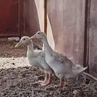 سلام عليكم أعرض لكم بط بلدي فل شحم العمر ما يقارب 5 شهور وفو