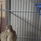 ياسمين قري تغريد