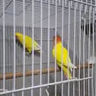 جوز روز لاتينو منتج
