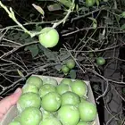 ليمون حساوي من مزرعتنا