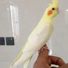 فروخ كروان نهاية غر