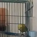 السلام عليكم ورحمة الله وبركاته هذي العصفوره ضايعه تكفون الي