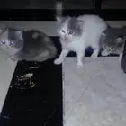 كيتين   كيتينس   قطط   بسس   كتنس