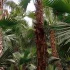 نخيل واشنطن ابو مروحه درجه اولى