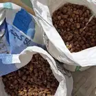 تمر علف