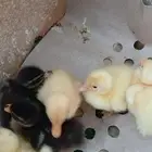 بط بكيني للبيع السعر 15 قابل للتفاوض