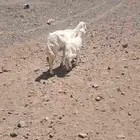 نعجه معها طلي