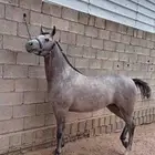 مهره شعبيه تنافس الواهو