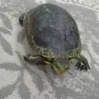 سلحفاة للبيع من أصول يبانيه