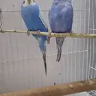 طيور بادجي