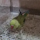 السلام عليكم ورحمة الله بغبغاء دره خضرا للبيع