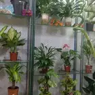 شجر طبيعي للبيع بحاله ممتازه