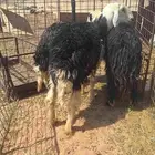 شياه حيل عدد3