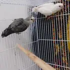 جوز روز للبيع