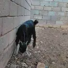 تيس جذع