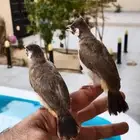 بلابل قريب فطام