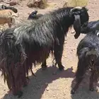 تيس فحل عارضي للبيع