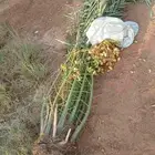 مشاءالله تبارك الله نخل طيب