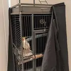 طير كروان يغرد عمره سنتين تقريبا