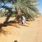 للبيع وشراء جميع انواع النخيل