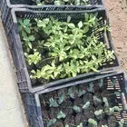 شتلات خضار 3ريال مثمر وغير مثمر طماط خيار بامية