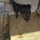 جفرة طيبة للبيع