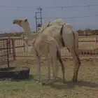عشرا طيبه تصلح ضروبة
