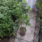 يوجد لدينا جميع انواع الأشجار زينه