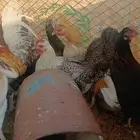 دجاج بلدي بياض حضان