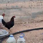 ديكان بلديات للبيع