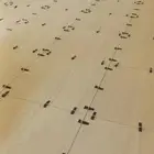 مبلط بلاط شغل سرامي  روخام نعلات قيشاني  ل  تر يب