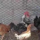 ديك مفتل