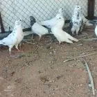 حمام للبيع سعر الكل 120  العدد 12