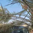غمارة دينا تشليح