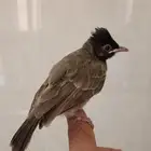 بلبول كشميري