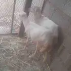 رخيل مشاءالله تبارك الله العمر 5 شهور بلدي