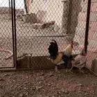 ديك ودجاجه حضان