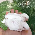 فروخ روز غر البينو عيون حمر