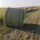 برسيم تبينه رودس مخلوط بولوبنك
