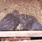 طيور روز فرخ