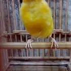 أنثى كناري سوري منتجة ( تم البيع )