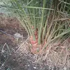 فروخ نخل جثايث نقايل نخل نخل