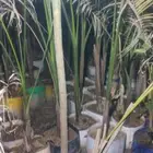 بيع شجرة نخل ملوكي جمله 50 فقط