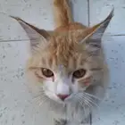 قطو اليف جدا ويتاقلم بسرعه