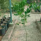 مشاءالله تبارك الله نخل طيب مثمر وزينه