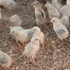 صوص بلدي سلاله طيبه ففاخر محصن اخذ المكملات الغذائية