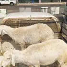 ضان سن جذعه وثنيه دفع والله اعلم