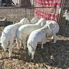 بهم حري طيب شحم