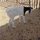 عنز سديس عرجه سمينه من يرقب تواصل معي